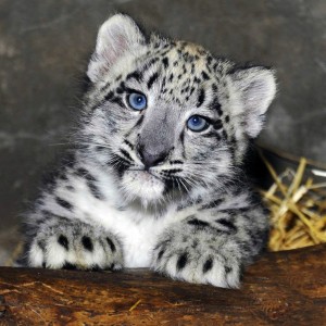 Create meme: snow leopard IRBIS