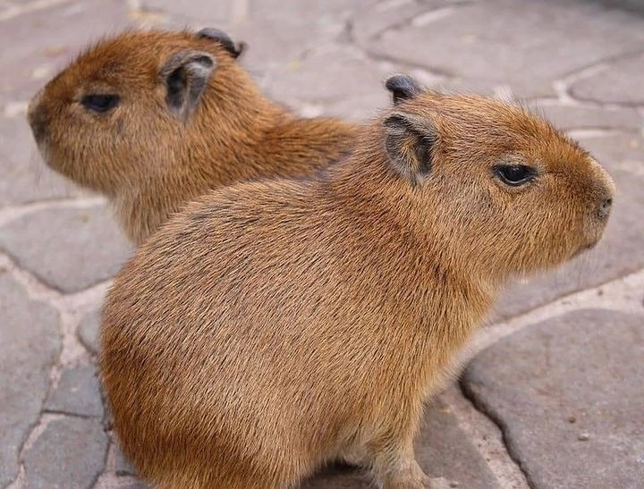 Create meme: the baby capybaras, a pet capybara, capybaras 