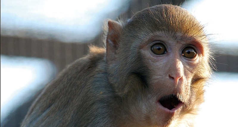 Create meme: macaque monkey, monkey , funny monkeys