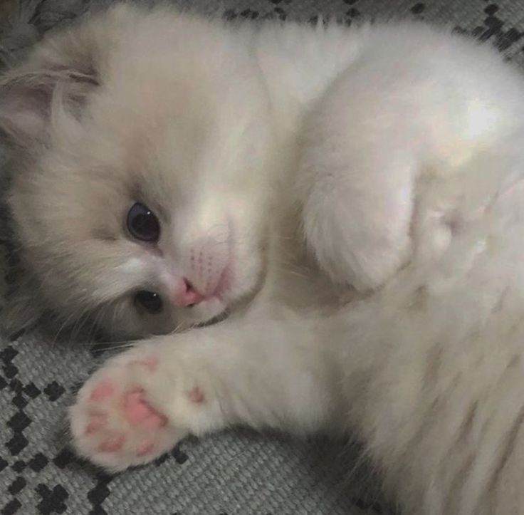 Create meme: I am a fluffy white kitten, white kitten , adorable kittens