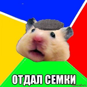 Create meme: I'm a hamster, create meme, hamster meme