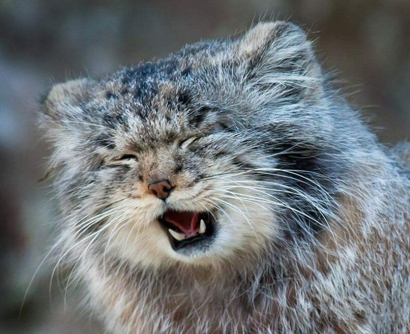 Create meme: manul , cat manul, cat manul 