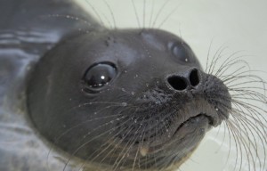 Create meme: seal