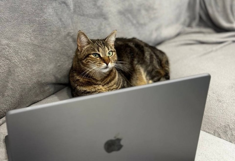 Create meme: a cat with a tablet, the cat at the computer, animals 