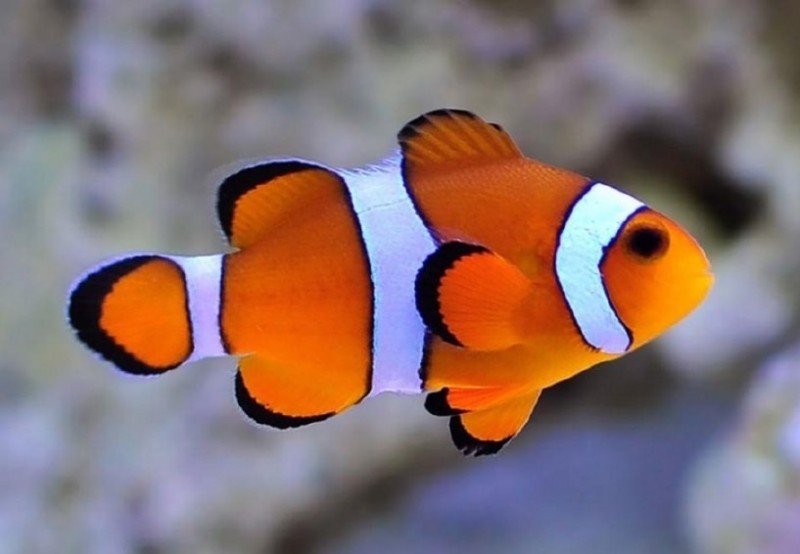 Create meme: fish clown ocellaris, aquarium fish clown, clown fish