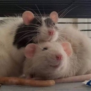 Создать мем: крыса домашняя белая, две крысы, домашние крысы