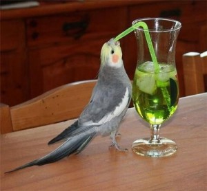Создать мем: попугай, попугай алкоголик, попугай выпивает