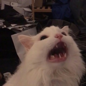 Create meme: screaming cat, screaming cat