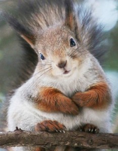 Create meme: proteins animals, red squirrel, red squirrel