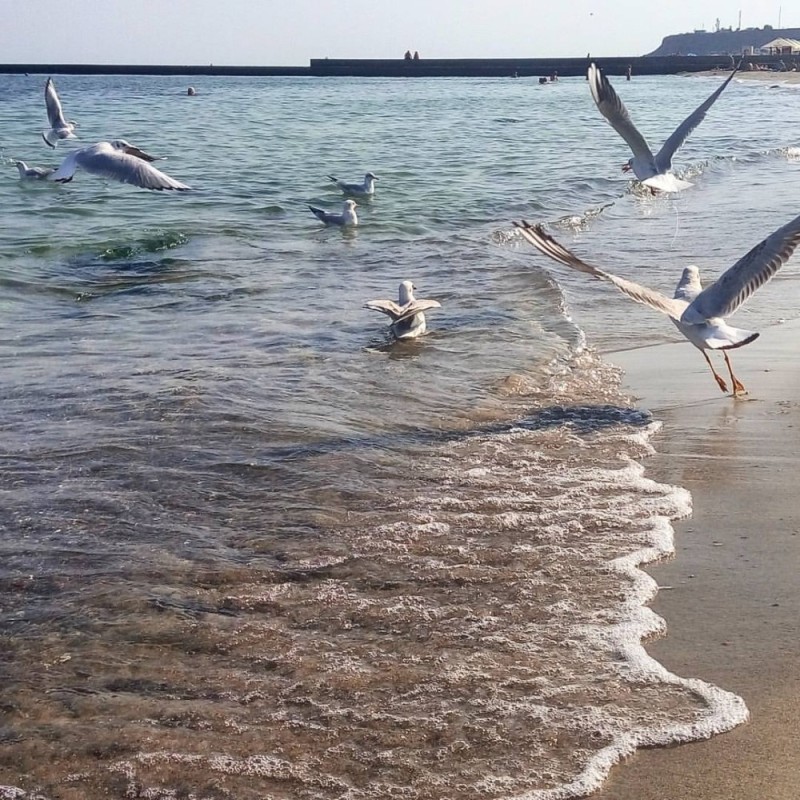 Create meme: seagull sea, the sea in Yevpatoria, Seagull above the sea