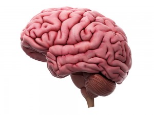 Create meme: the human brain, brain, illustration