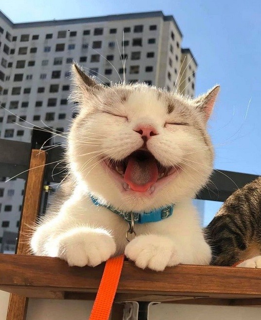 Создать мем: кот с улыбкой, смеющийся кот, котики смешные