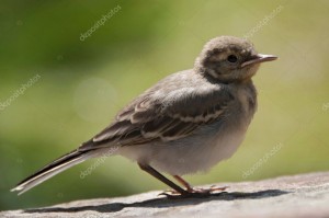 Создать мем: юная птичка, sparrow, птенец трясогузки