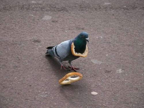 Create meme: pigeon with bread, funny pigeon, the merry pigeon