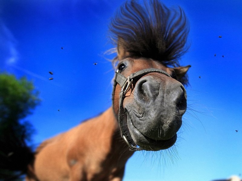 Создать мем: морда лошади, улыбка лошади, веселый конь