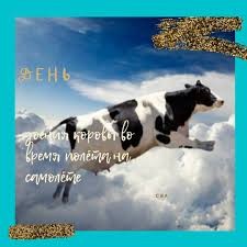 Create meme: cow , flying cow, cow burenka