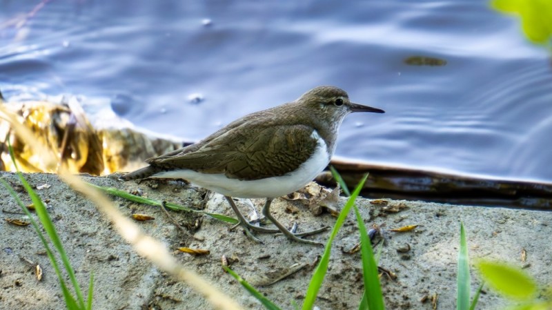 Create meme: actitis hypoleucos, actitis hypoleucos flies, sandpiper bird