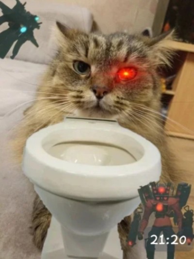 Create meme: the cat in the bucket, cat toilet, funny cats 