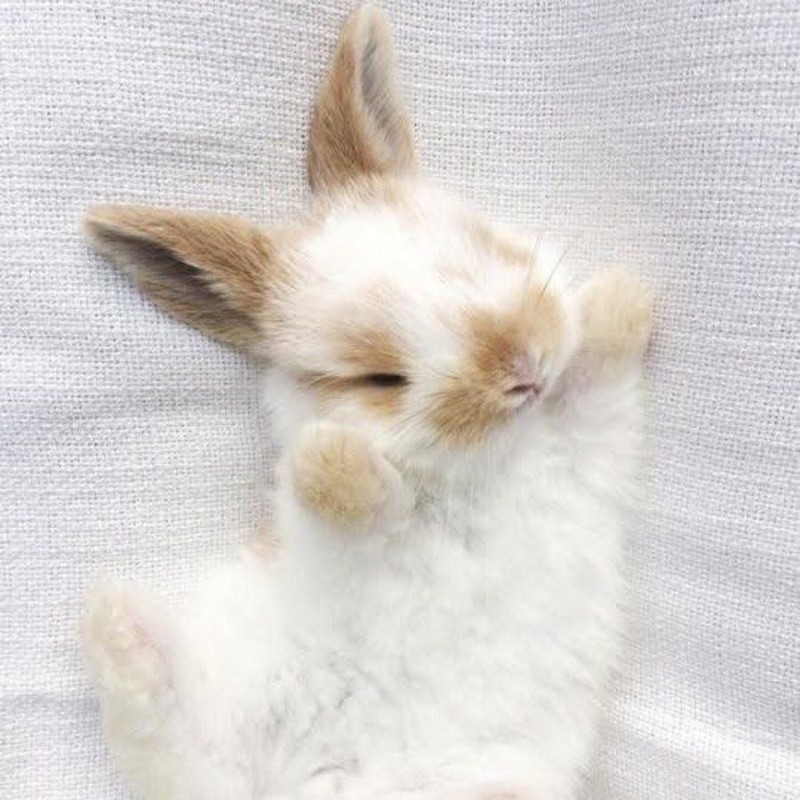 Create meme: white fluffy rabbit, rabbit cute, little bunny