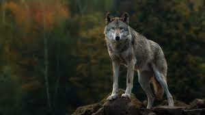 Create meme: jackal wolf, wolf wild, wolf wolf