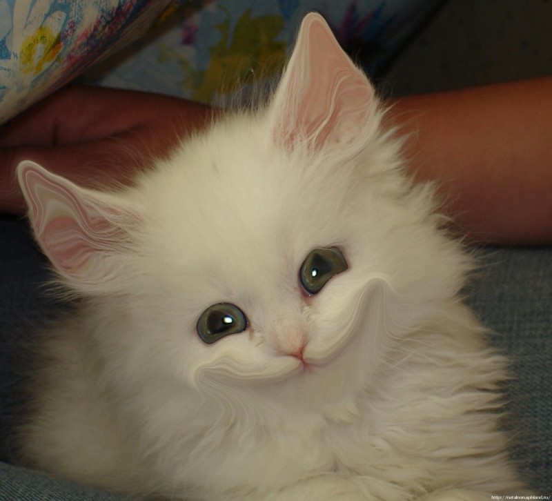 Create meme: white fluffy kitten, white cat, the kitten is smiling