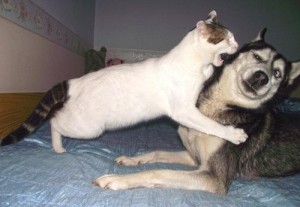 Создать мем: cat vs dog, кот атакует, кошка с собакой