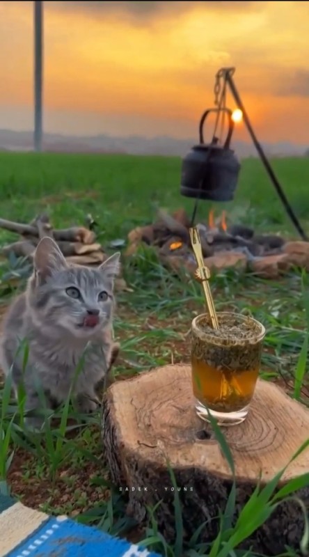 Create meme: the village cat, the cat drinks, morning cat