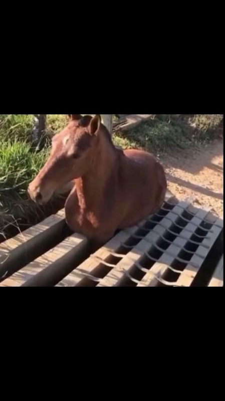 Create meme: arabian horse, the head of a horse, horse horse