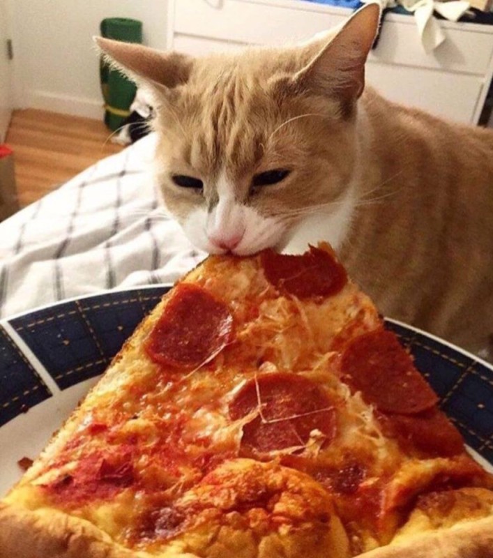 Create meme: pizza cat , cats and pizza, ginger cat pizza