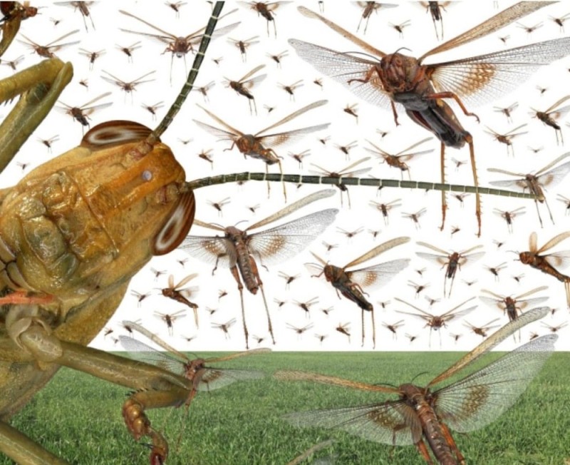 Create meme: a swarm of locusts, locust , locust insect invasion