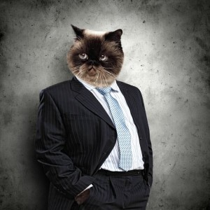 Create meme: the cat in the jacket, business cat, cat in a business suit