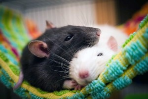 Create meme: rats, rat photo, photo of two rats