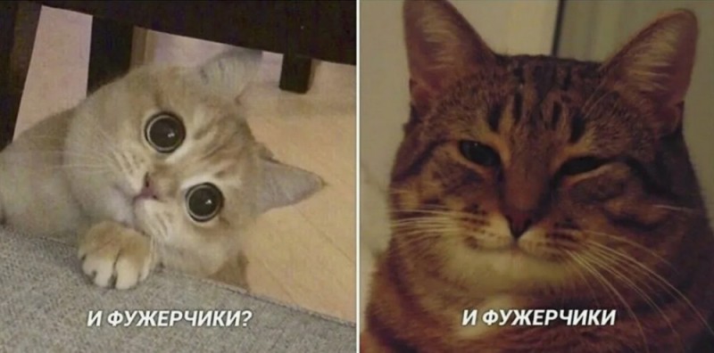 Создать мем: меме кот, котики мем, коты мемы