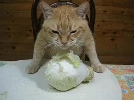 Create meme: cat , cat eats cabbage, cats 