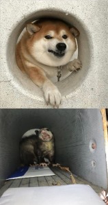 Create meme: funny animals, dog ulybki