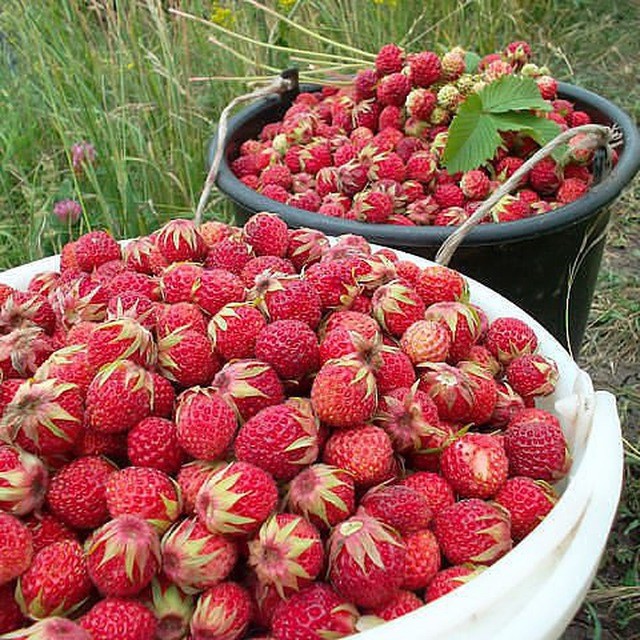 Create meme: strawberries strawberries, meadow strawberries, strawberry forest