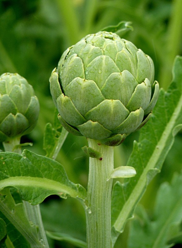 Create meme: artichoke, the artichoke is real, artichoke royal bush