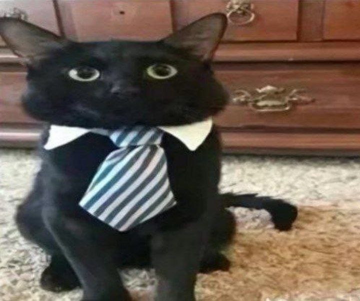 Create meme: business cat, cat costume, a cat tie