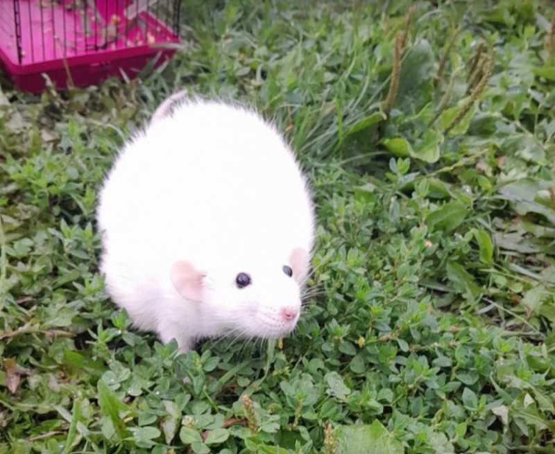 Create meme: syrian white hamster, the Syrian hamster is albino, jungar albino hamster