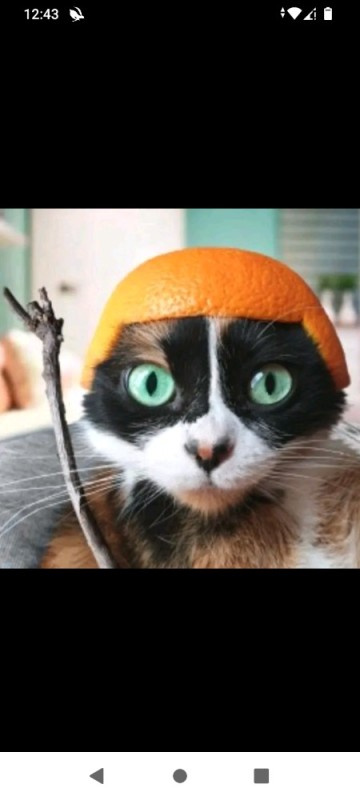 Create meme: a cat with an orange on its head, a cat in an orange helmet, cat cookies