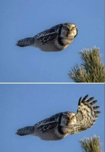 Create meme: animal, hawk owl flies, owl th