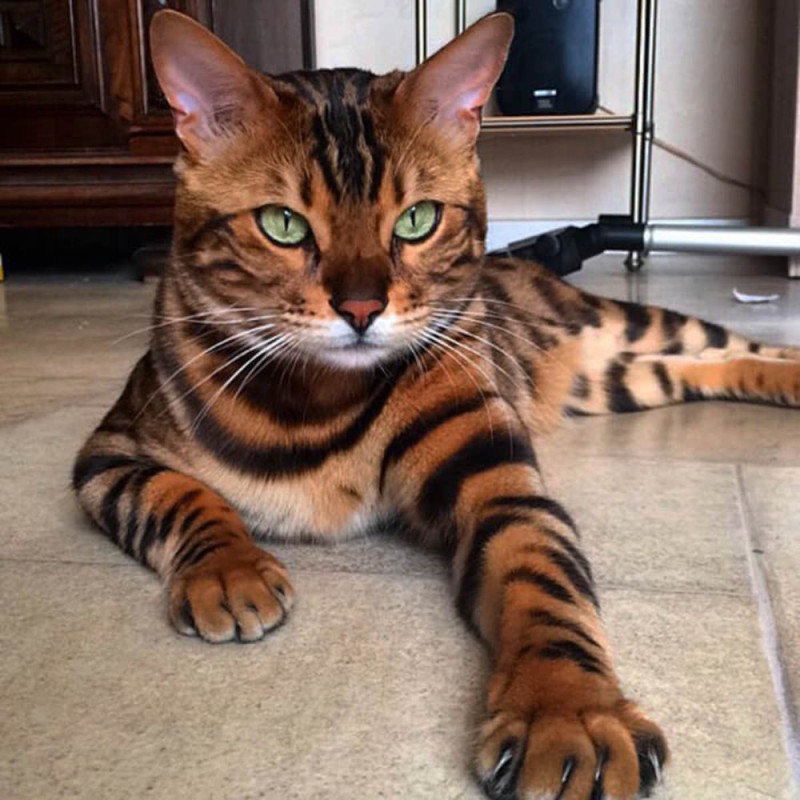 Create meme: Bengal cat, Bengal cat toyger, a Toyger cat