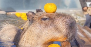 Create meme: umbrella, the capybara
