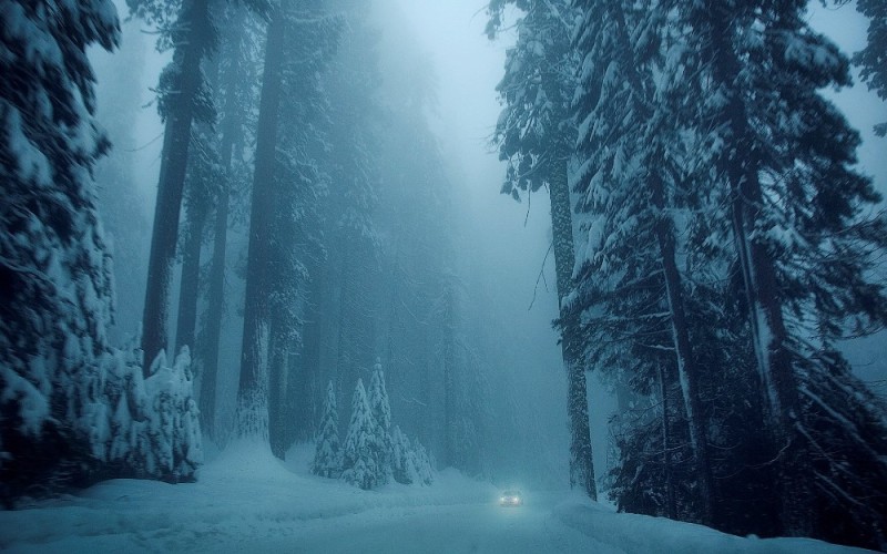 Создать мем: зимний лес в тумане, лес снег, мрачный зимний лес