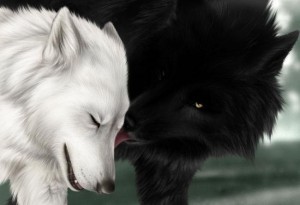 Создать мем: волк волчица, два волка, белая волчица и черный волк