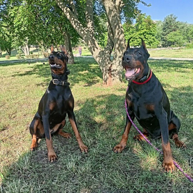 Create meme: doberman, doberman breed, American Doberman