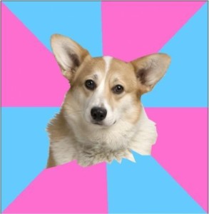 Create meme: corgi, Critical feminist corgi