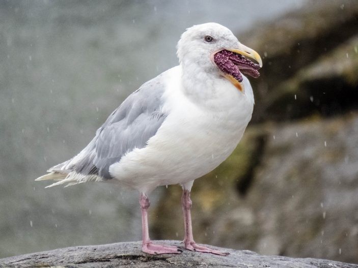 Create meme: Seagull , Seagull bird, spotted spotted gull