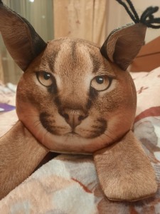 Create meme: Caracal