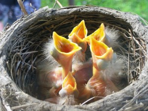 Create meme: birds nest, birds hatched Chicks, cute Chicks in the nest